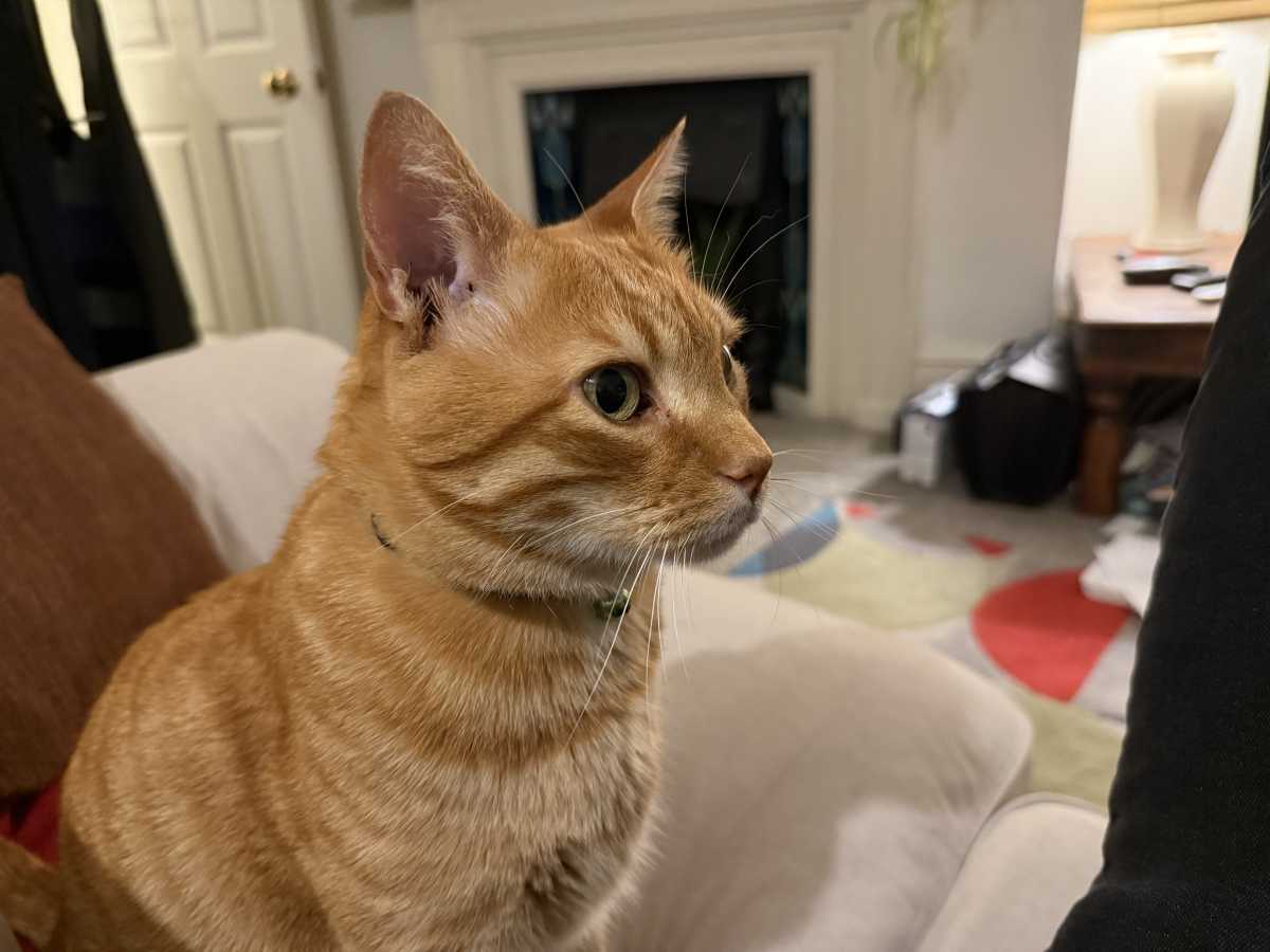 apple iphone 16 pro camera sample 10