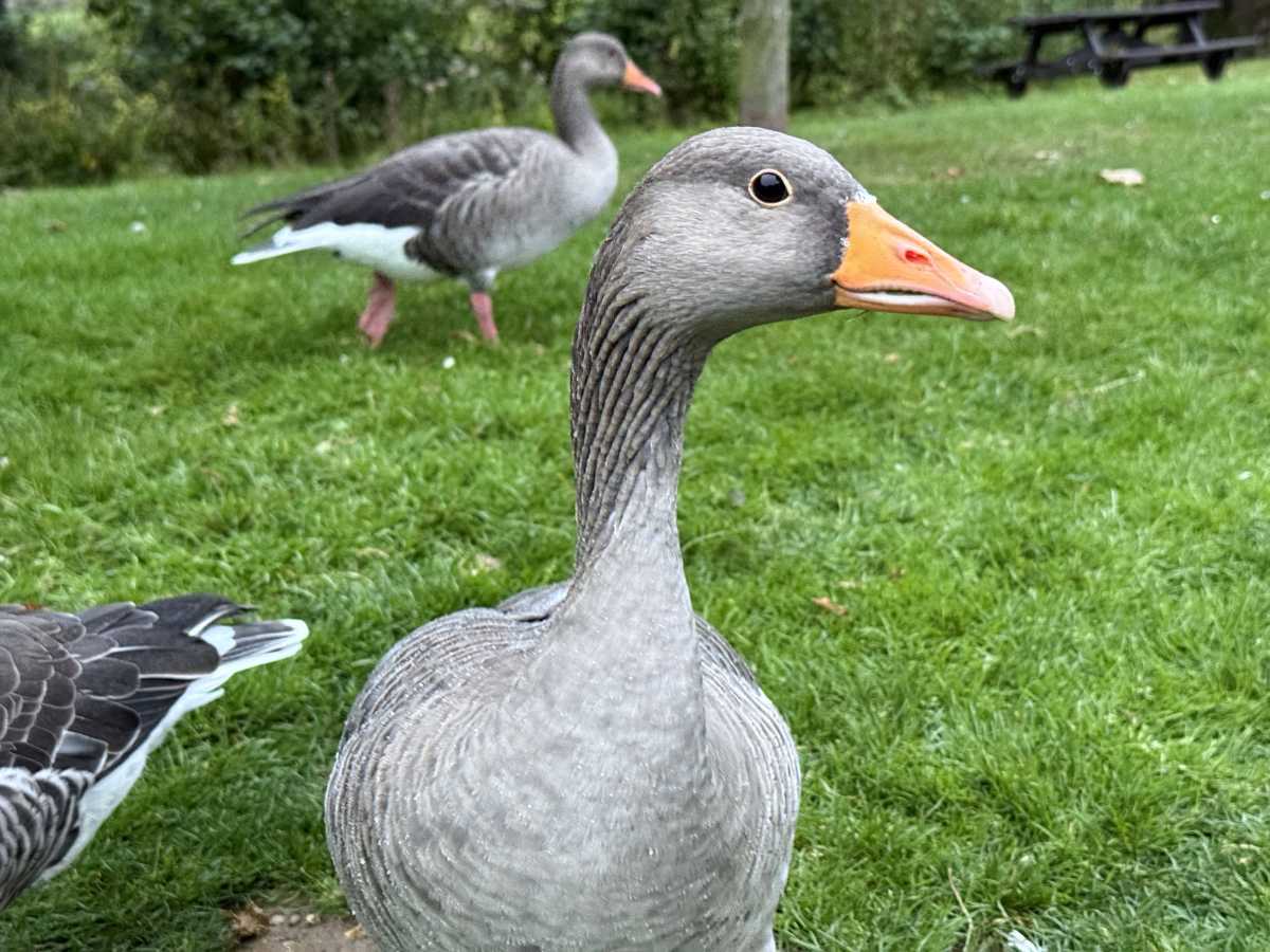 apple iphone 16 pro camera sample 7
