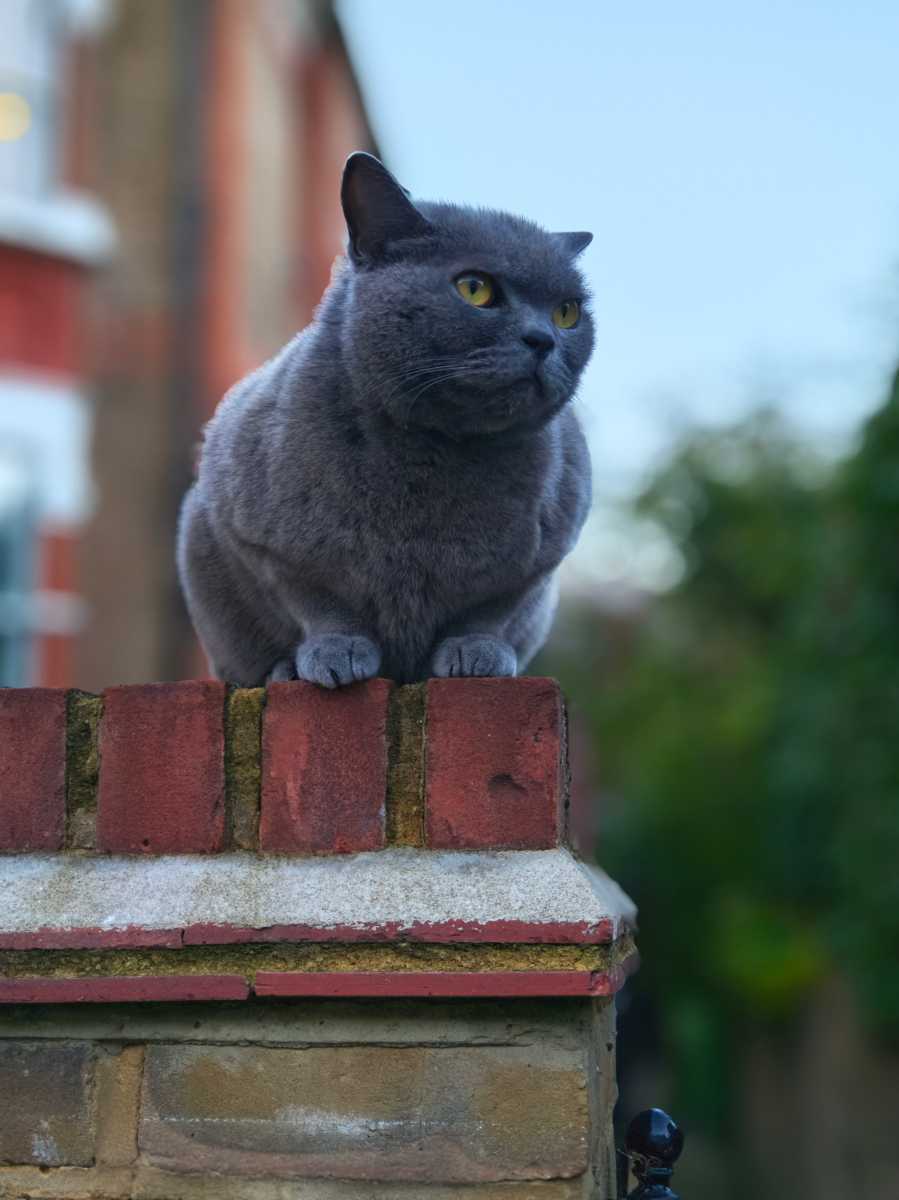 Xiaomi Mix Flip 50Mp Cat in portrait mode